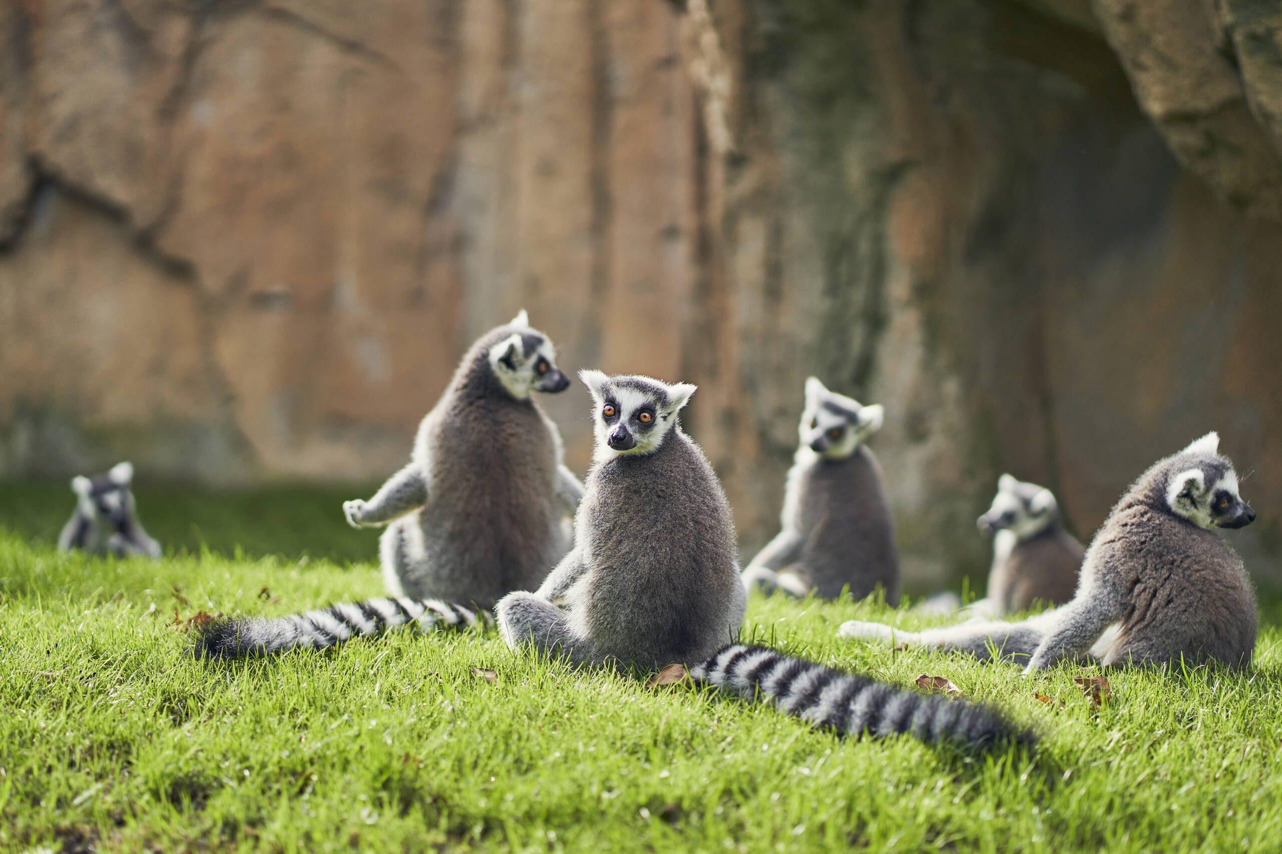 Lemur katta na drzewie