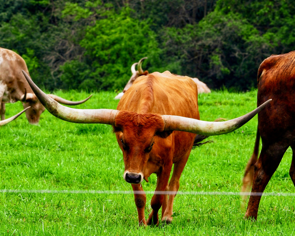 Bydło rasy Texas Longhorn