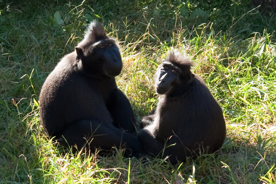 Para makaków czubatych