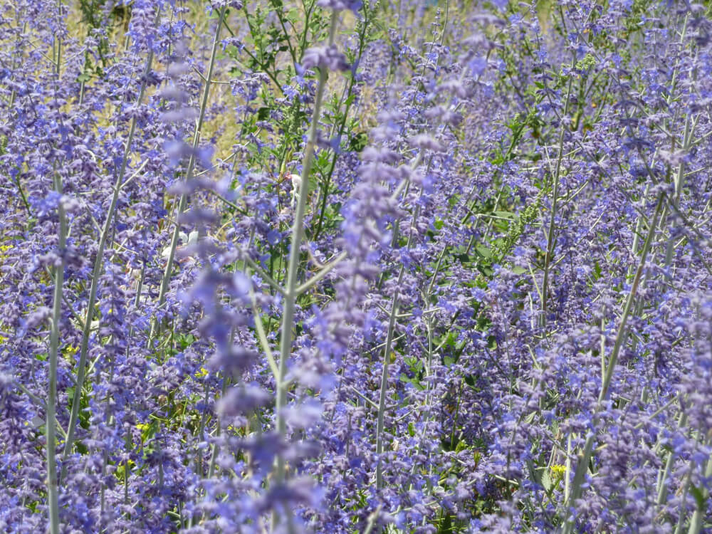 Perowskia łobodolistna