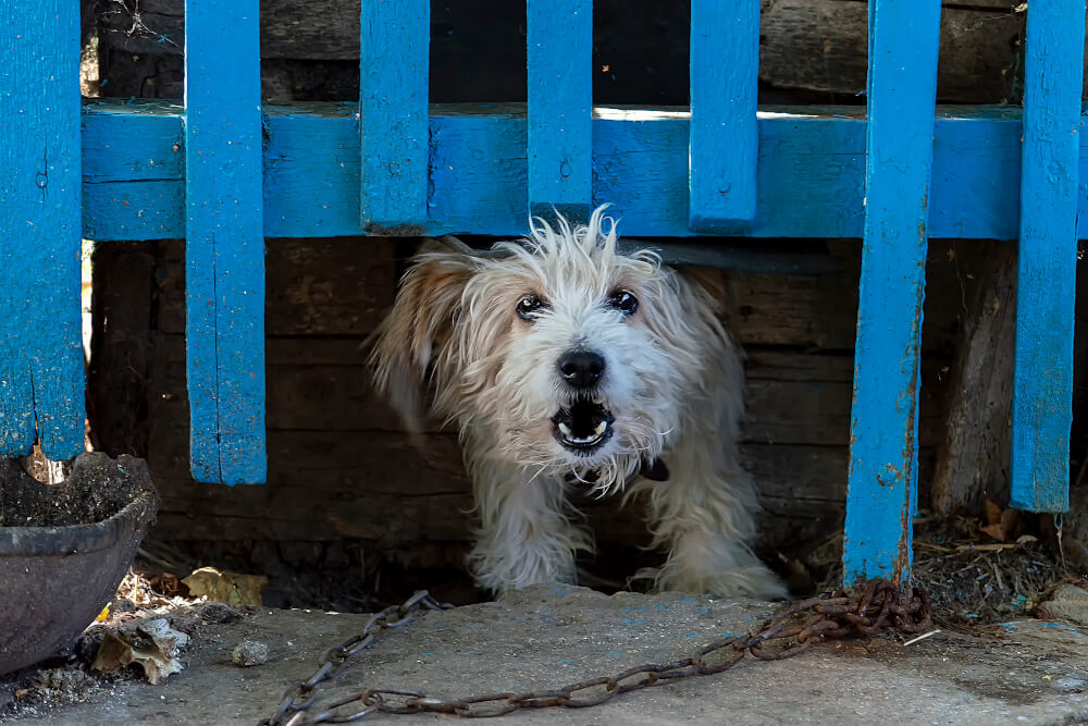 Ustawa stop łańcuchom