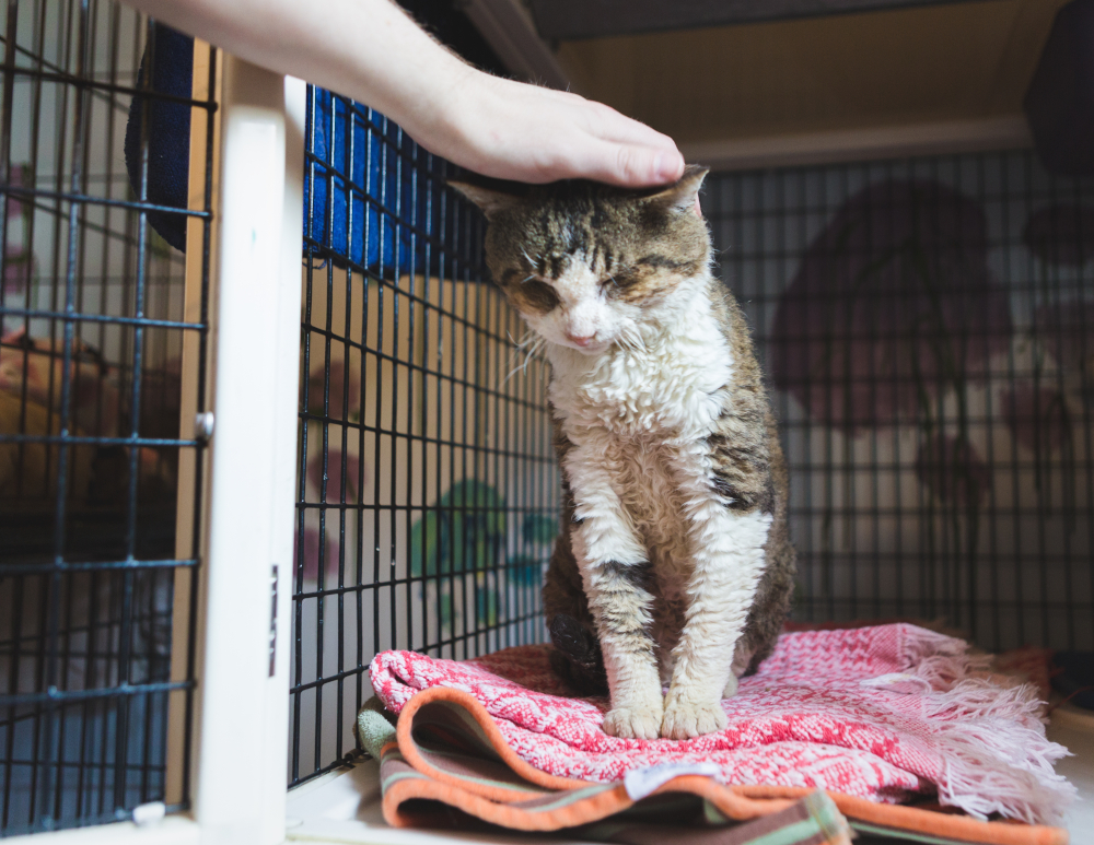 W większości schronisk przebywają również bezdomne koty