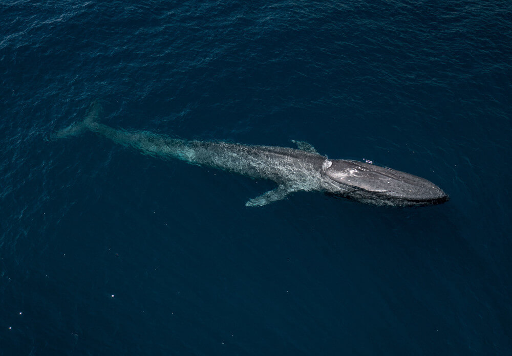 Lotnicze zdjęcie płetwala błękitnego
