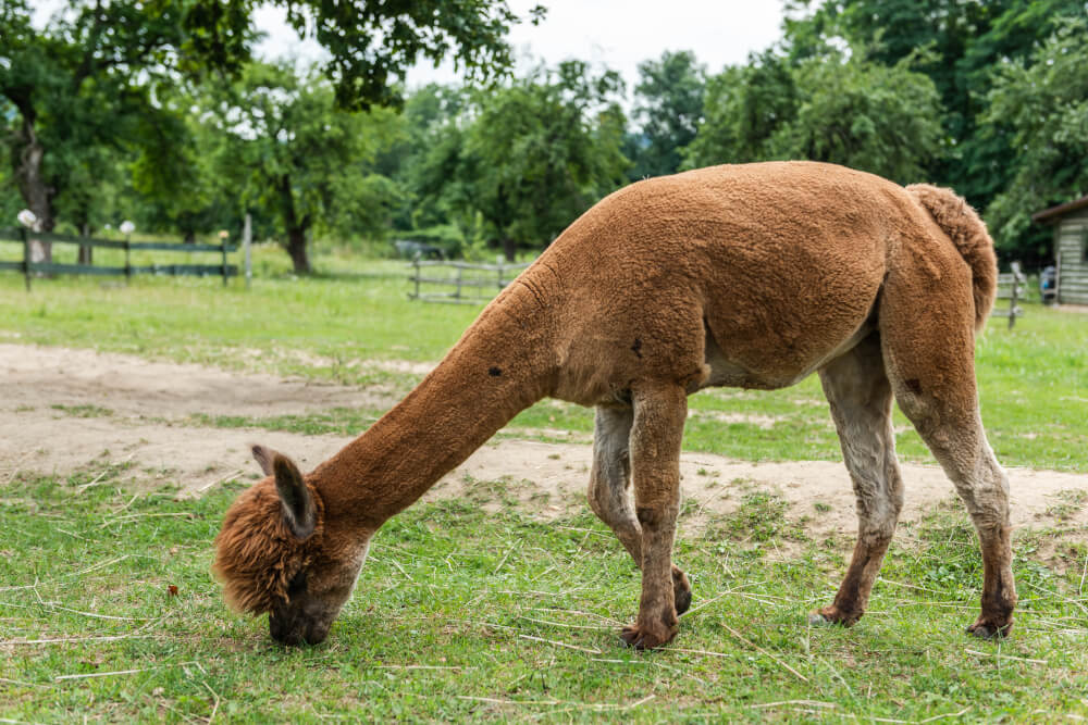 Alpaka po strzyżeniu