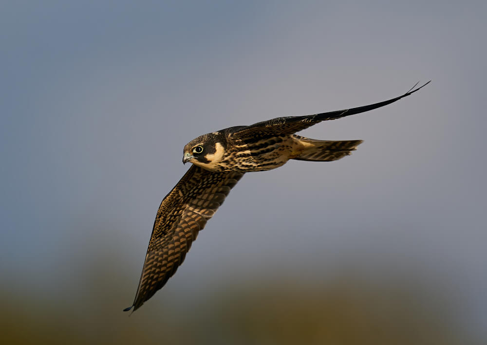 Kobuz umaszczeniem przypomina sokoła wędrownego