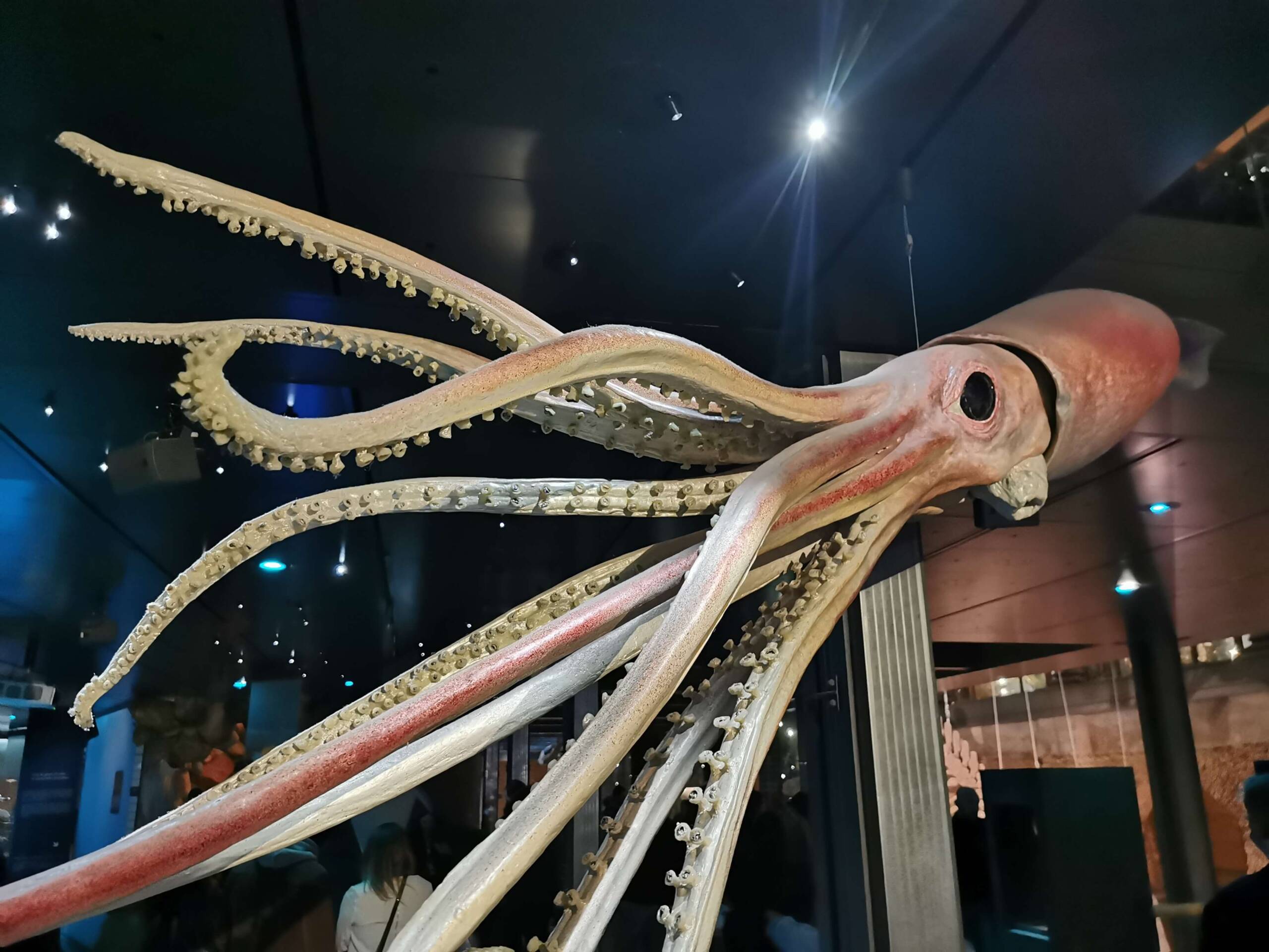 Kałamarnica olbrzymia,