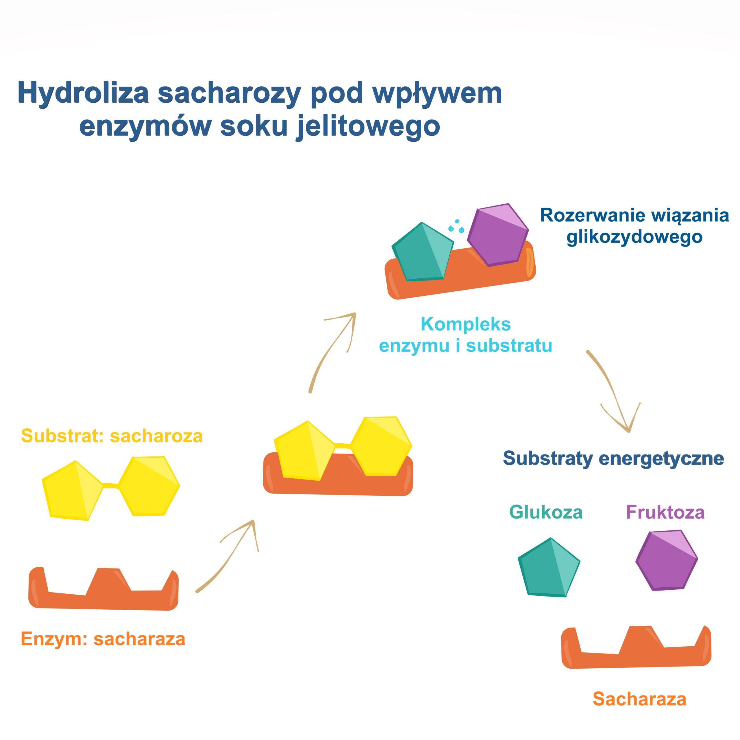 Hydroliza sacharozy