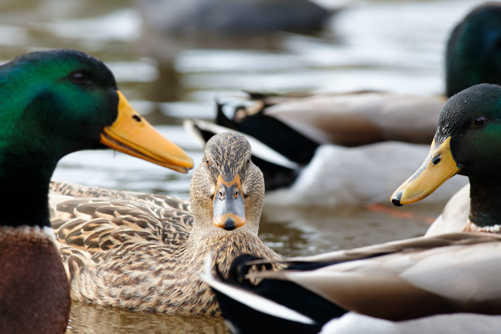 Jak szybko lata kaczka krzyżówka?