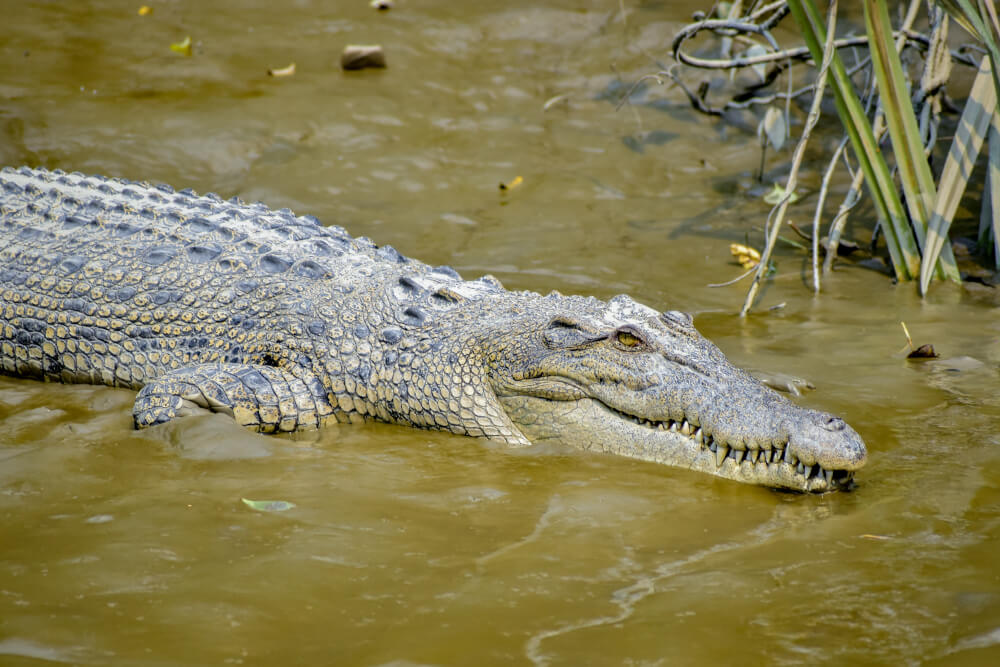 Krokodyl różańcowy