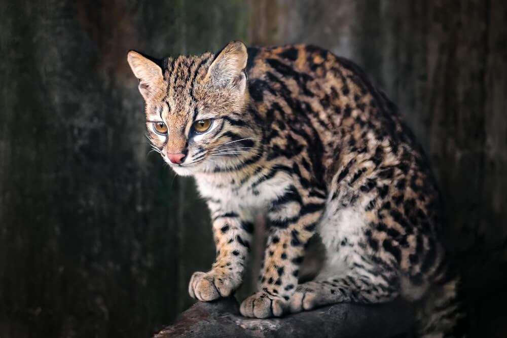 Ocelot tygrysi