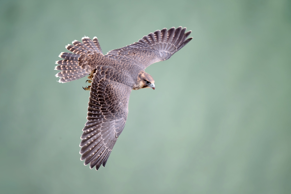 Sokół wędrowny w locie poziomym rozwija prędkość ok. 110 km