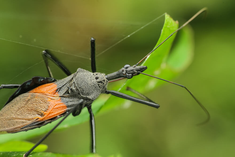 Pluskwiak z rodziny zajadkowatych