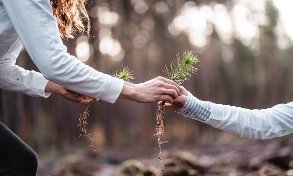 sadzenie drzew dla firm sadzenia drzew dla firm