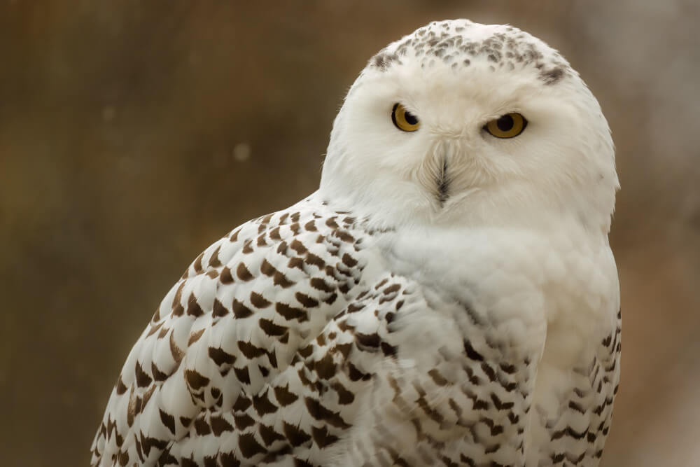 Samica puchacza śnieżnego