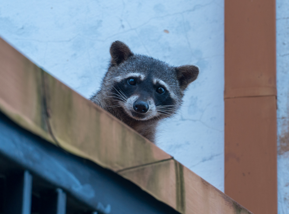 Szop pracz to gatunek inwazyjny