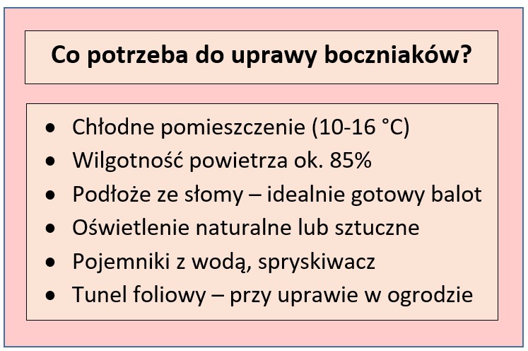 Warunki niezbędne do uprawy boczniaka