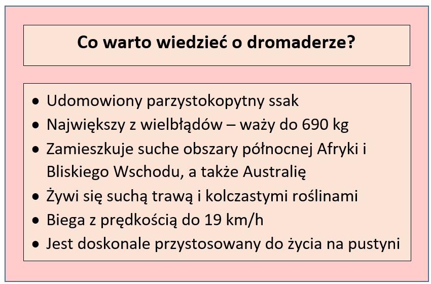 fakty o dromaderze