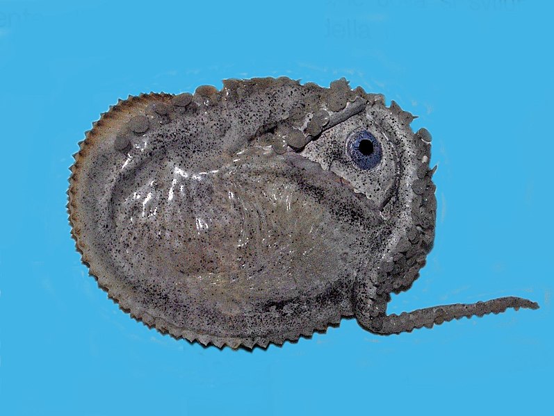 Samica żeglarka w swojej muszli,