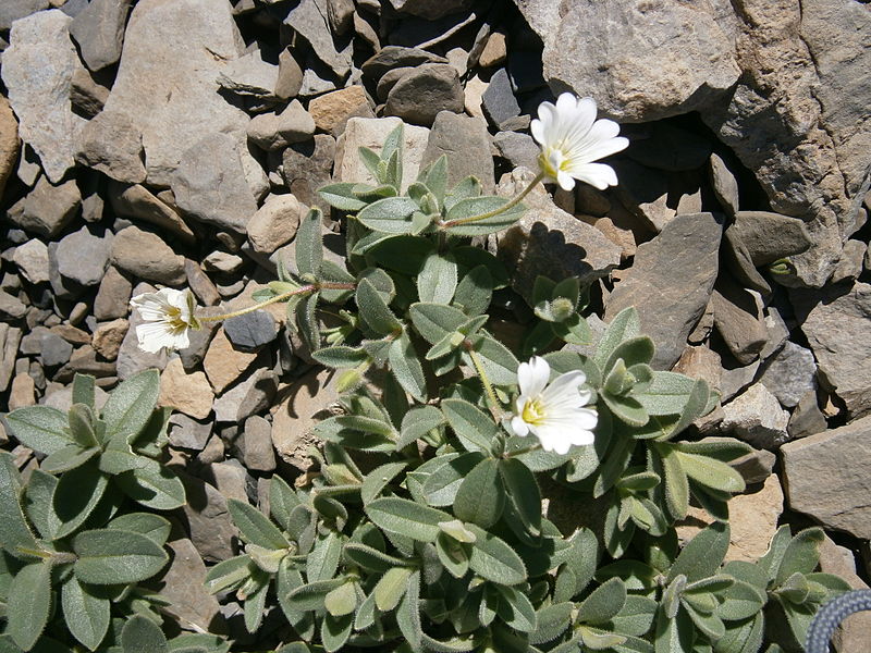 Rogownica alpejska