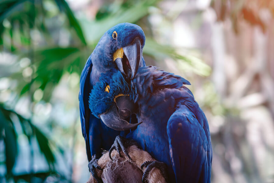 Ary hiacyntowe należą do najczęściej przemycanych ptaków na świecie