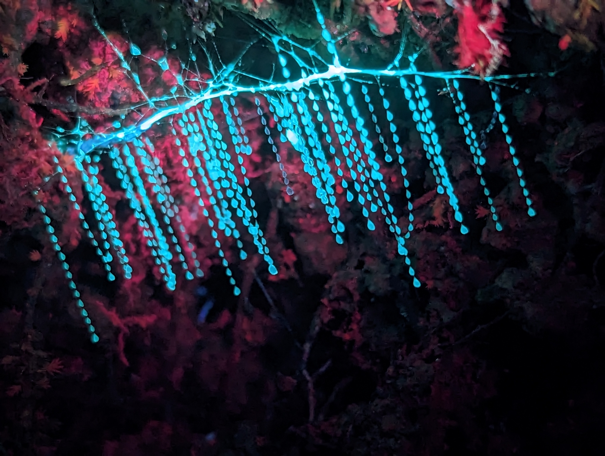 Świecące larwy muchówek