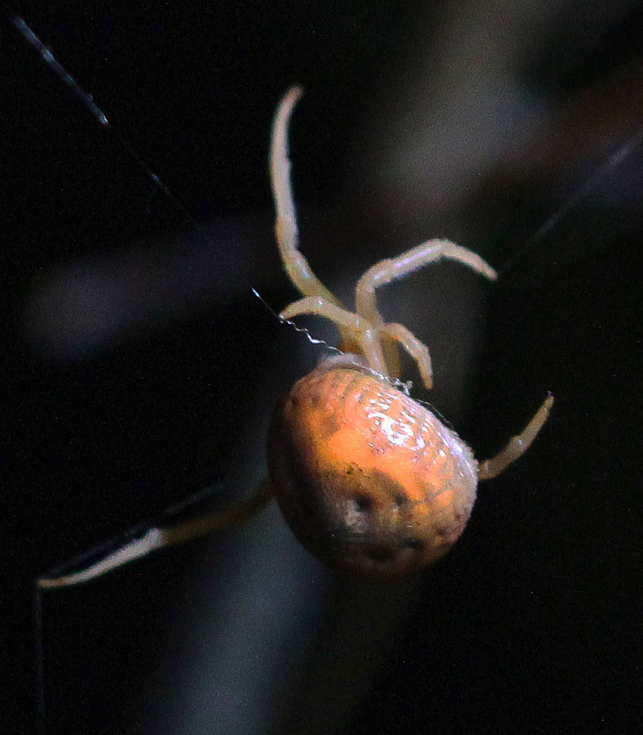 Pająk z rodzaju Mastophora