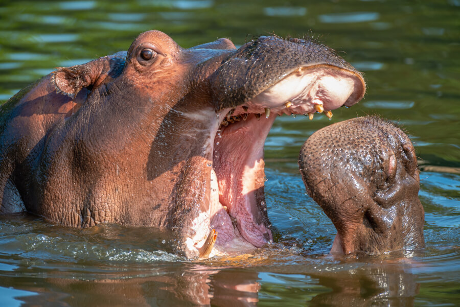 Hipopotamy kopulują w wodzie