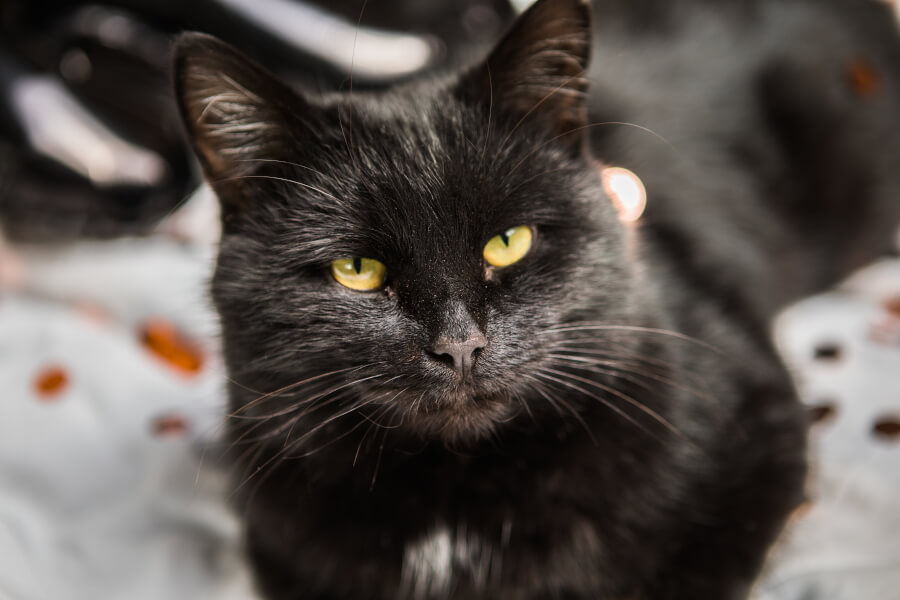 Szczególnie czarne koty są oskarżane o złośliwość