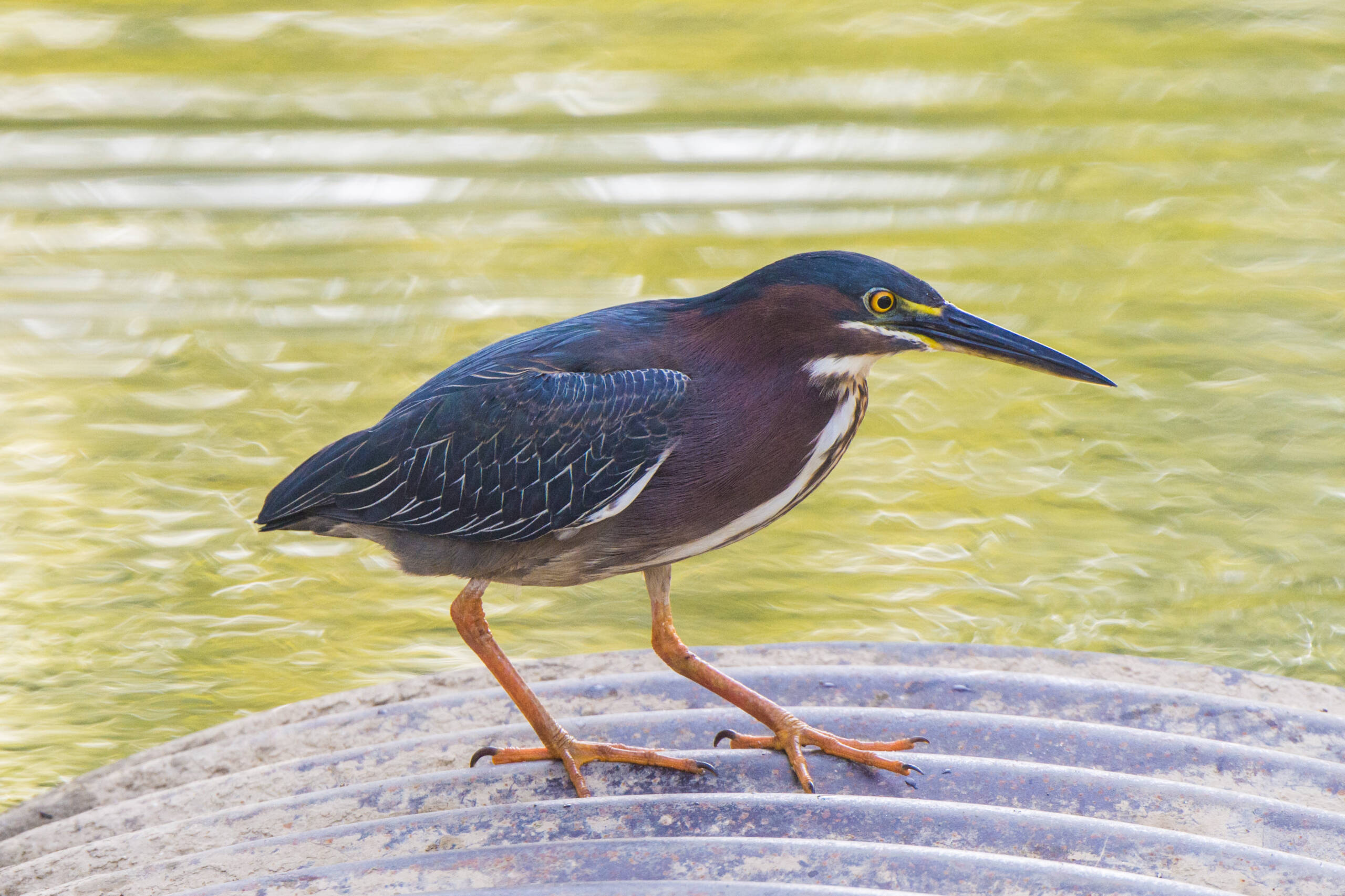 Czapla zielona poluje nad zbiornikami wodnymi