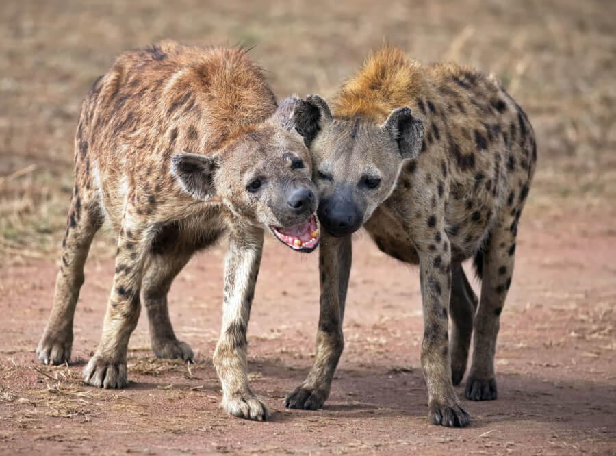 Kopulacja hien cętkowanych