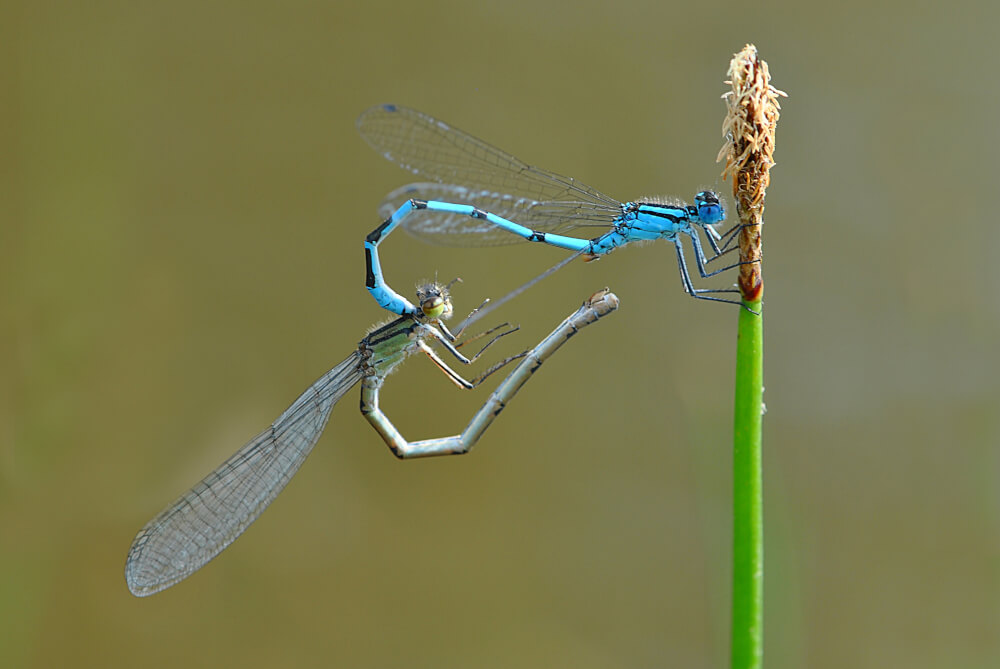 Akrobatyczna kopulacja dwóch ważek