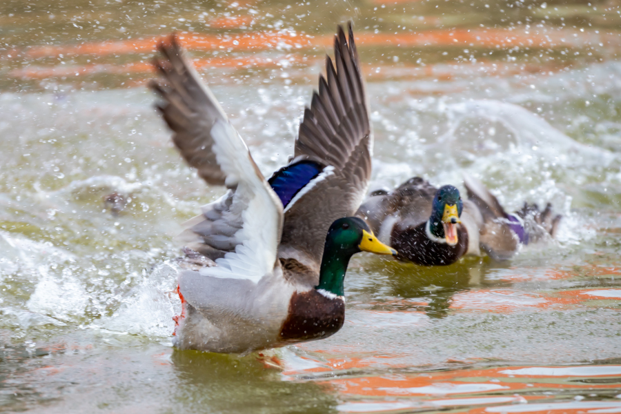 Kaczory bywają bardzo agresywne i złośliwe