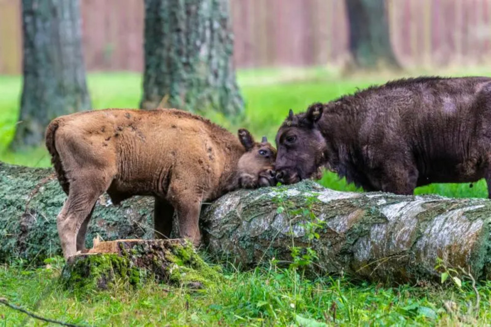 Żubr – symbol i największy ssak Białowieskiego Parku Narodowego
