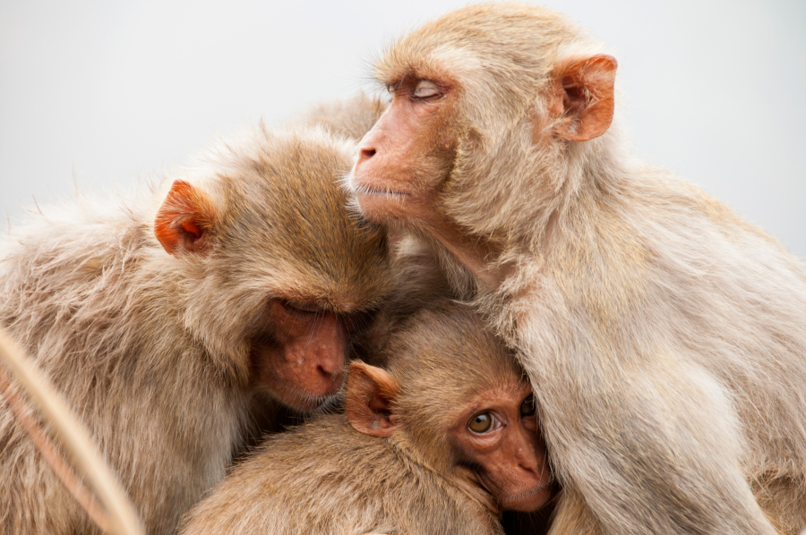 Małpy uciekły z laboratorium. Apel o zamknięcie okien i drzwi