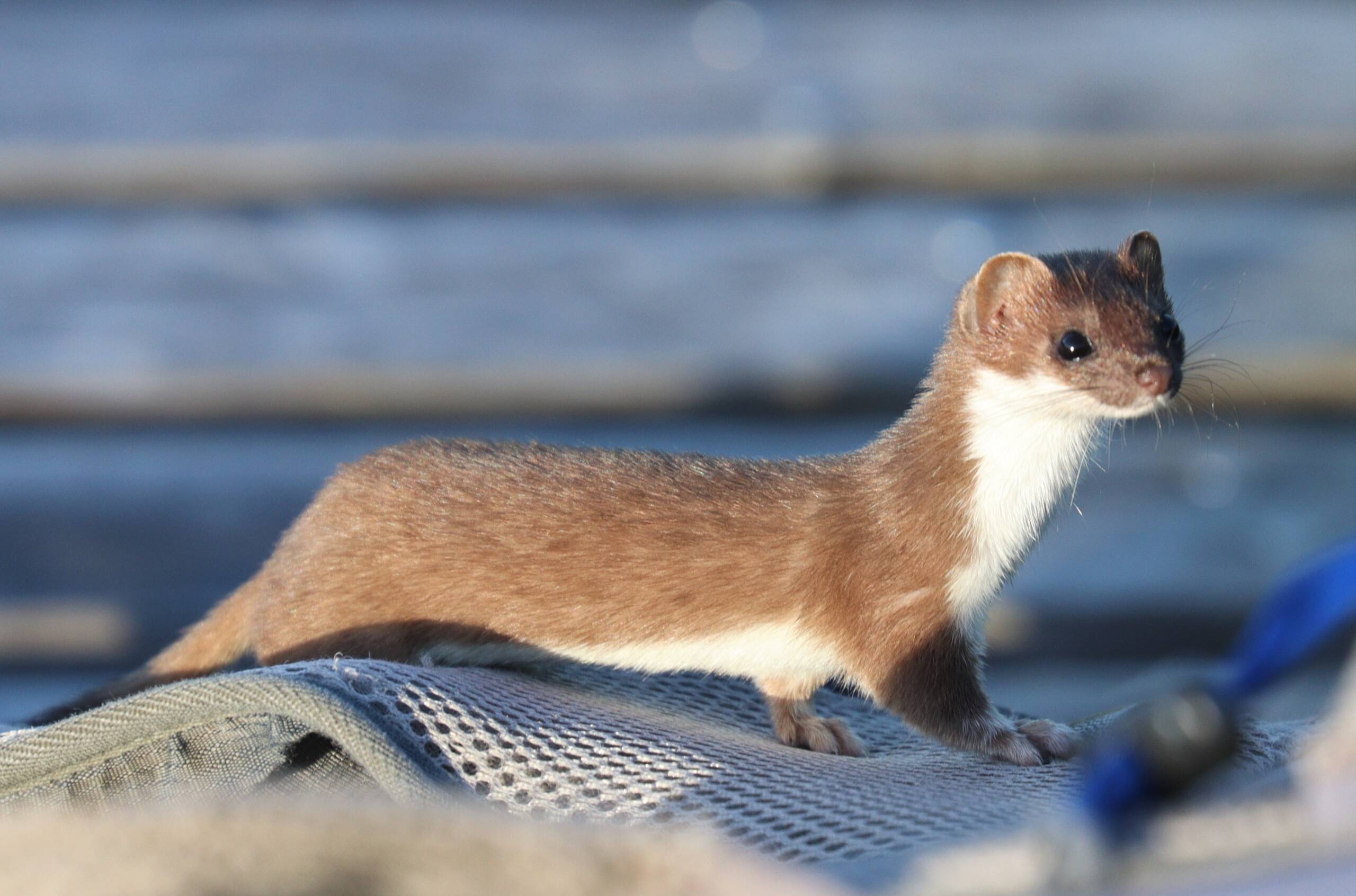 Gronostaj europejski słynie ze swoich tańców