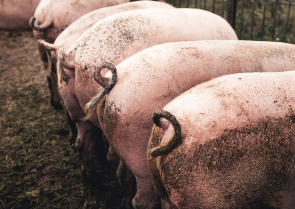 Dania wprowadza pierwszy na świecie podatek od emisji dwutlenku węgla w rolnictwie
