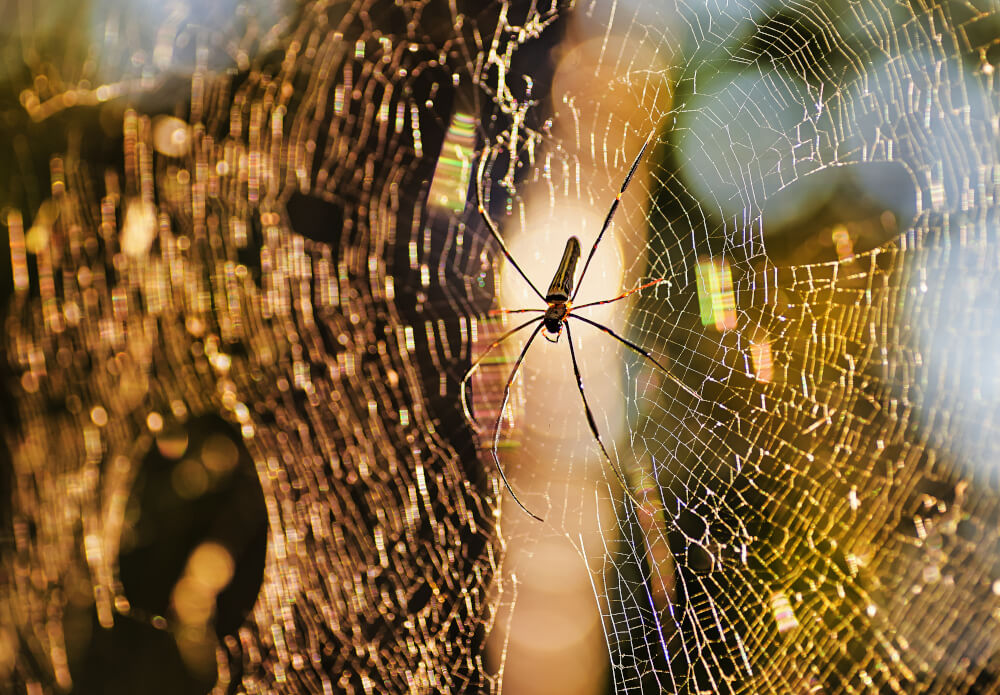 Pająki należą do najbardziej przebiegłych myśliwych