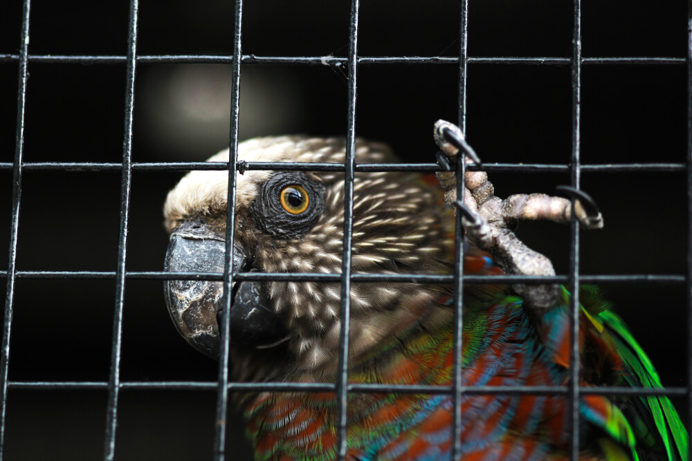 Papugi są jednymi z najczęściej przemycanych zwierząt
