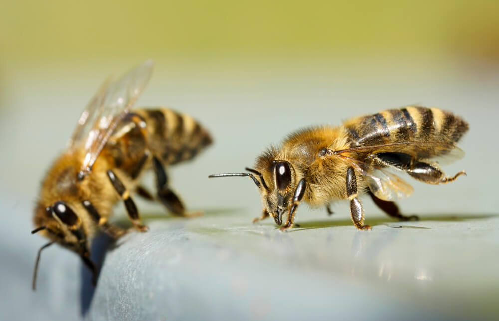 Pszczoły to zwierzęta, bez których świat by nie istniał