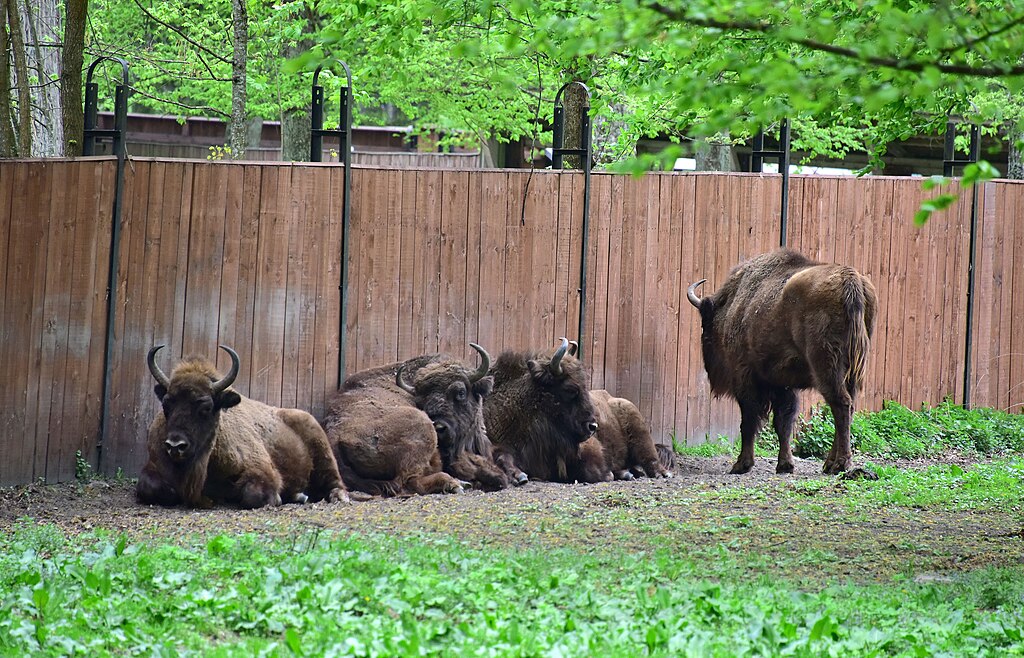 Rezerwat Pokazowy Żubrów w Białowieży