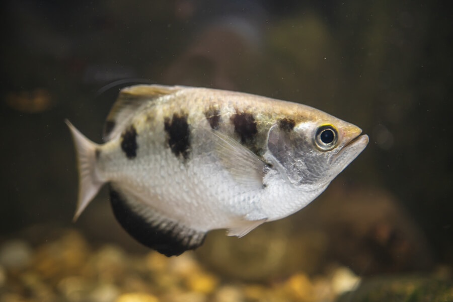 Strzelczyk do perfekcji opanował technikę strzelania wodą