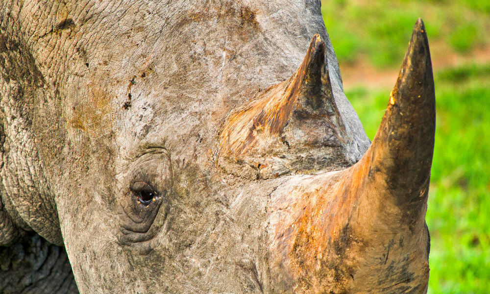 Rogi nosorożców przemycane są do południowej Azji jako surowiec na leki