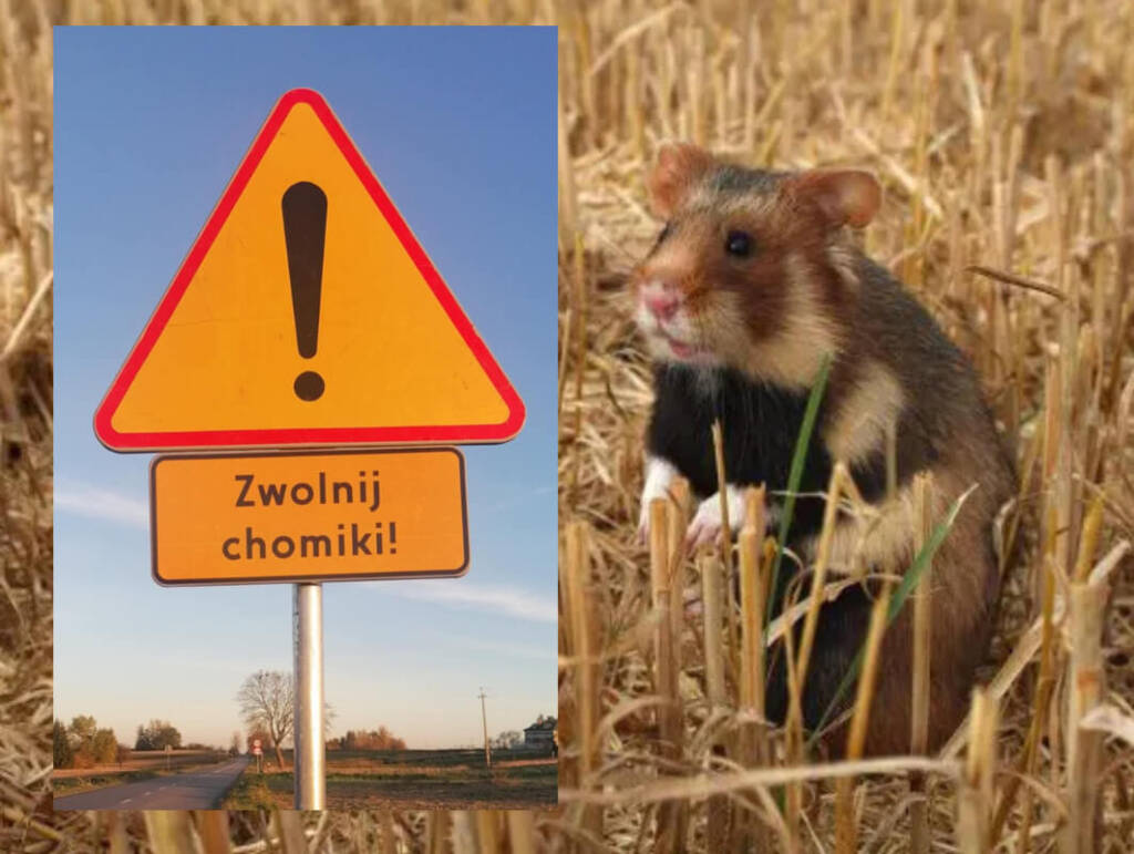 Uwaga! Chomiki na drodze