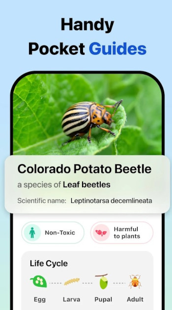Picture Insect