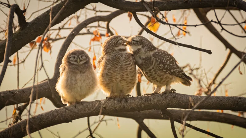 Zwycięzca w kategorii Nikon Junior — „Smooching Owlets” autorstwa Sarthaka Rangandadhana | Nagrody Nikon Comedy Wildlife Awards 2024