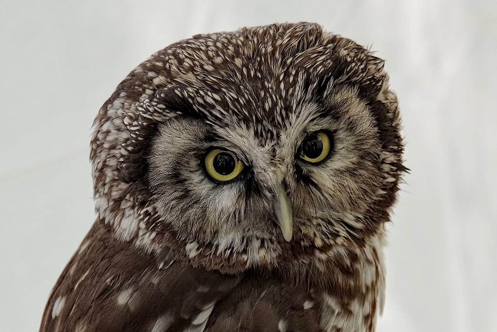 Włochatka jest jednym z dwóch rzadkich gatunków sów spotykanych w KPN