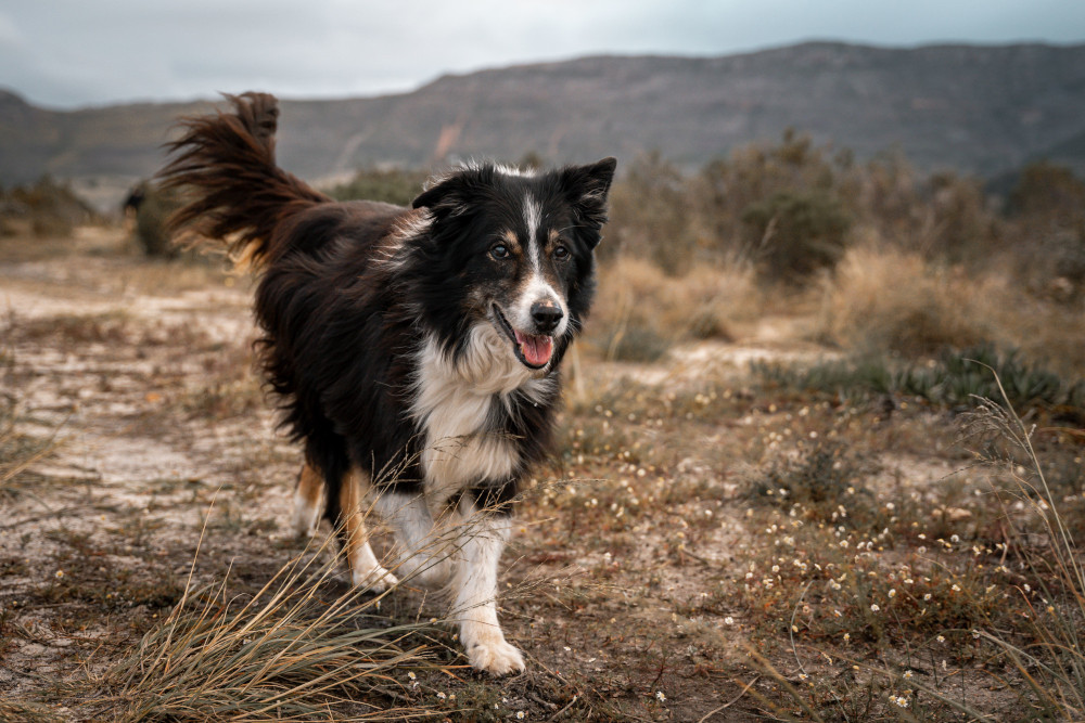 Psy border collie wykorzystywane są w ratownictwie
