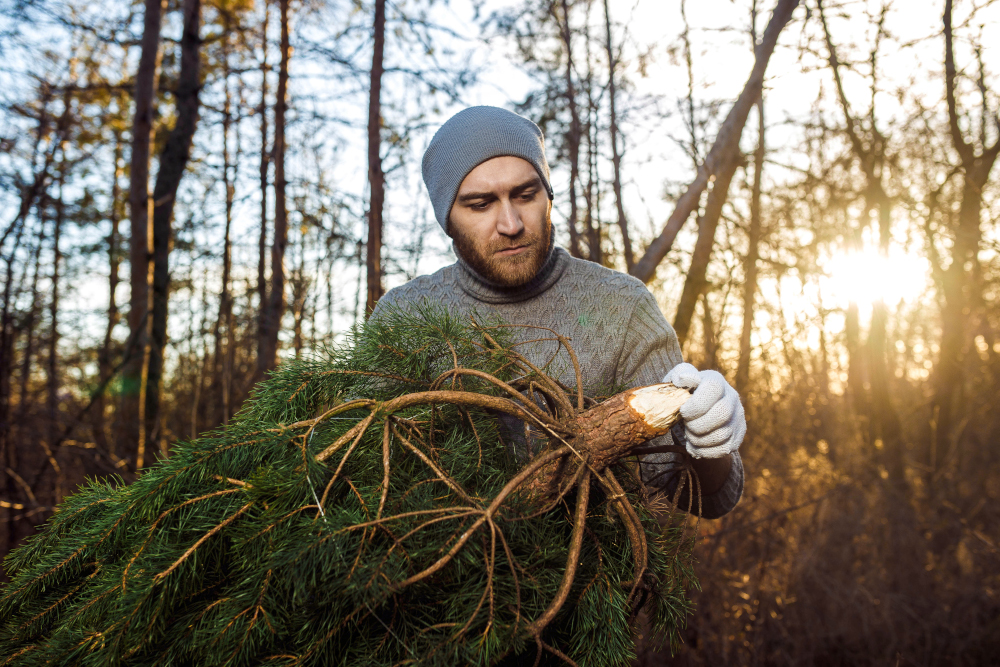 Co znajdziemy na choince z lasu