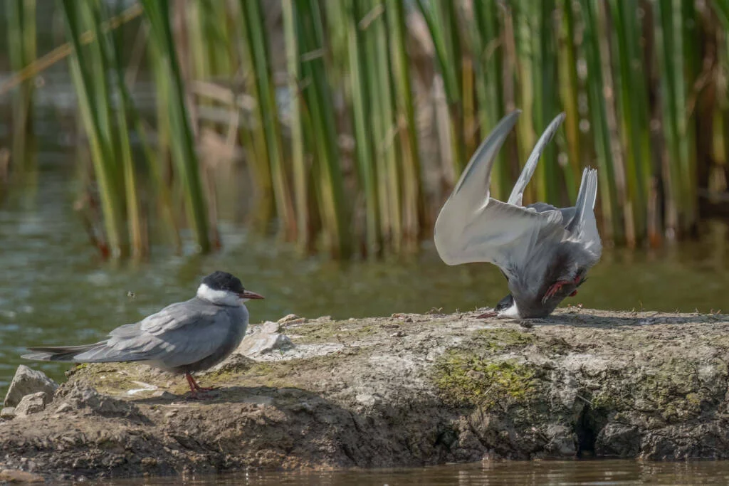 Zwycięzca w kategorii "Ptaki" — „Whiskered Tern Crash On Landing” autorstwa Damyana Petkova | Nikon Comedy Wildlife Awards 2024