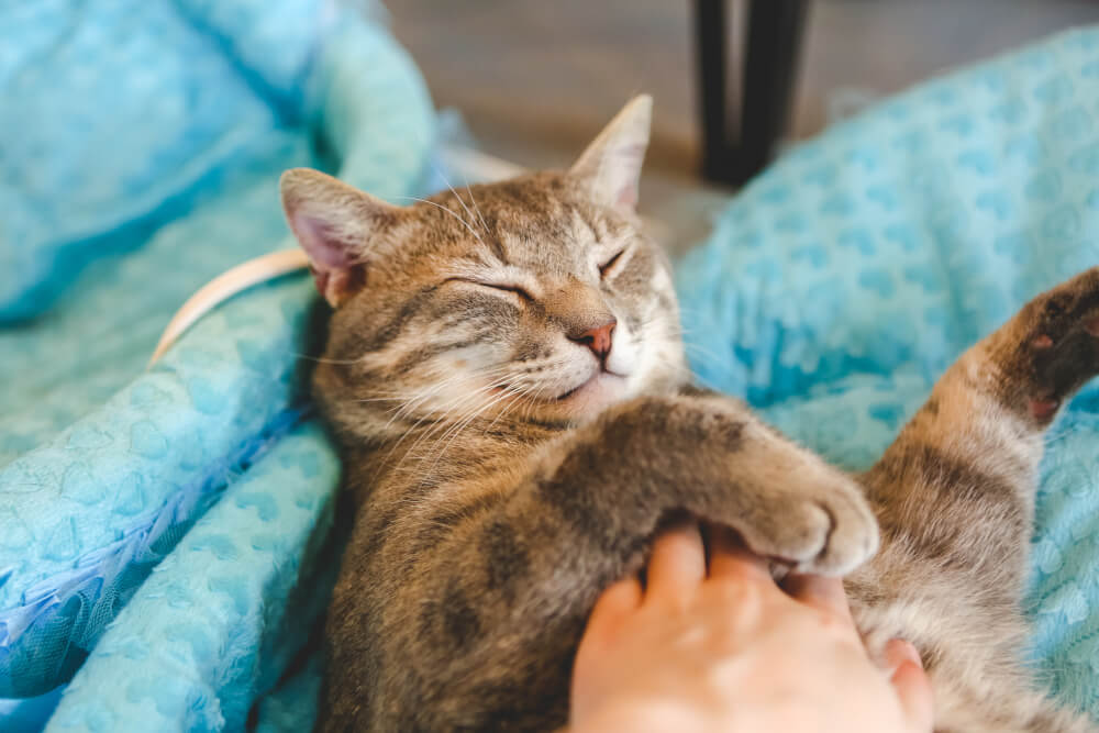 Czy zwierzęta mają uczucia?